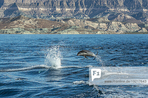 Mexico  Baja California  Bottle-nosed dolphin breaching in Sea Of Cortes