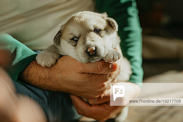 Cute mixed breed puppy in hands on man
