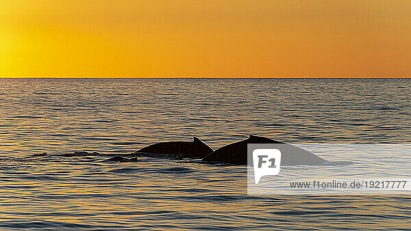 Mexico  Baja California  Silhouettes of two breaching humpback whales (Megaptera Novaeangliae)
