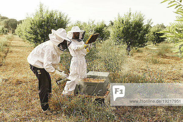 Beekeepers wearing protective gloves and beekeeping in almond field