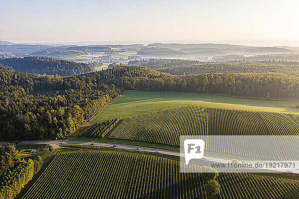 Germany  Baden-Wurttemberg  Aerial view of country road and surrounding vineyards at sunrise