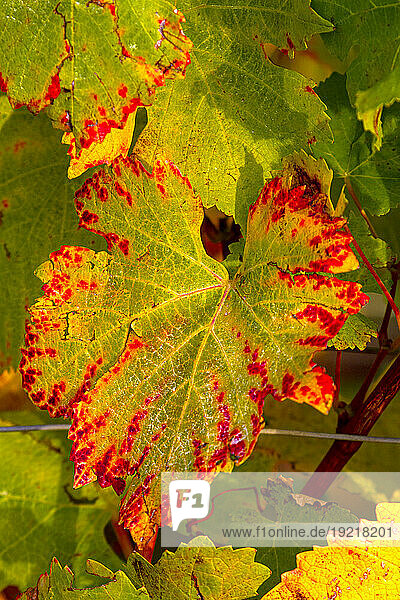 France  Grand-Est  Marne  Verzenay  leaf close-up