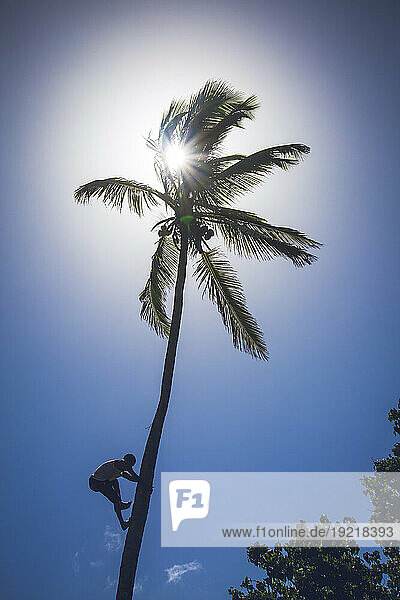 Dominican Republic . Man climbing with bare hands to the top of a coconut tree
