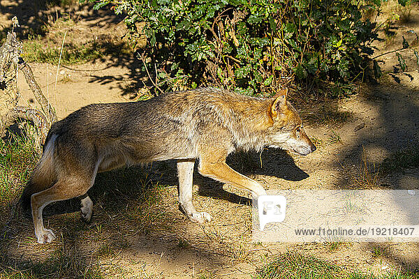France  captive wolf in a park