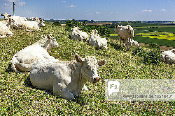 France  Hauts de France  Pas de Calais  white cows lying down