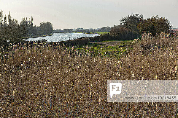 France  Loire estuary  La Martiniere canal  Le Migron  44  reeds  winter.