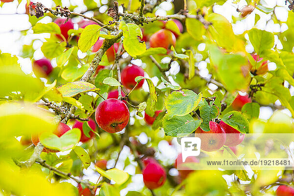Apples and apple tree