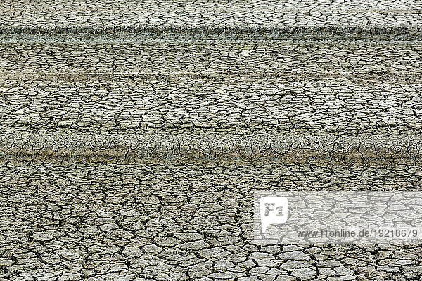 France  Noirmoutier Island  85  dry salt marshes  April 2023.
