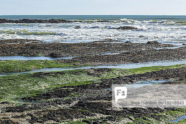 France,  Les Sables d'Olonne,  85,  seaweed on the rocks south of the bay.