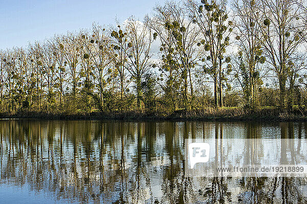 France  Loire estuary  left bank  44  La Martiniere canal  line of poplars overgrown with mistletoe.