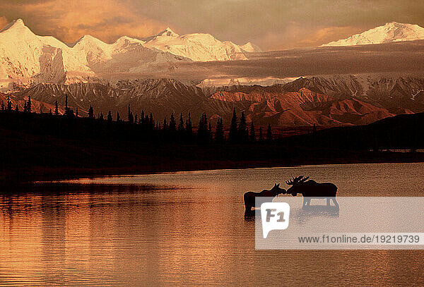 Moose Kissing In Wonder Lake Denali Np Digital Composite