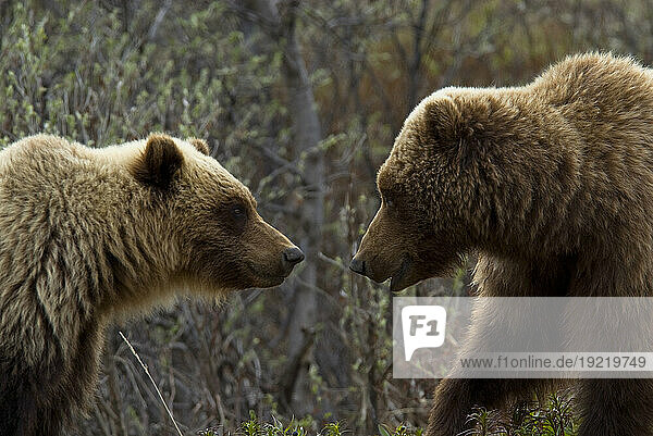 Sow And Cub Grizzly Face To Face At Sable Pass In Denali National Park  Interior Alaska During Spring