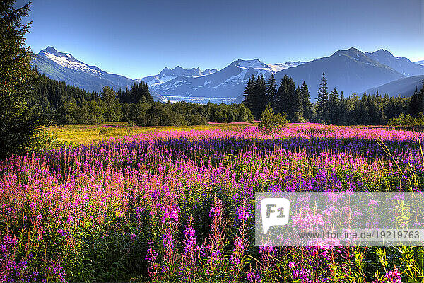 Scenic View Of The Mendenhall Glacier With A Field Of Fireweed In The Foreground  Southeast  Alaska  Hdr Image