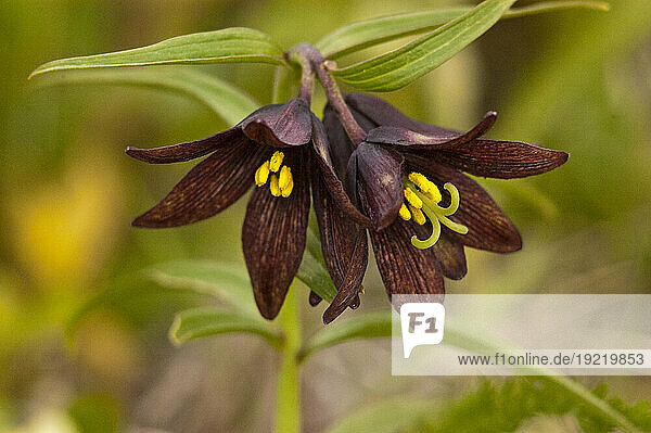 Close Up Of Chocolate Lily Blooms In The Eklutna Flats Along The Glenn Highway North Of Anchorage  Southcentral Alaska  Summer/N