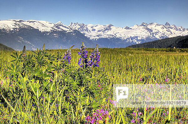 Scenic View Of A Wildflower Meadow And Mountains Near Haines  Alaska During Summer  Hdr Image