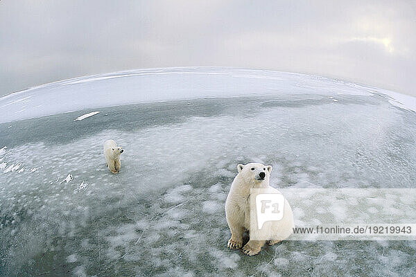 Fish-Eye Lens View Of Polar Bears On Ice At Cape Churchill  Manitoba  Canada