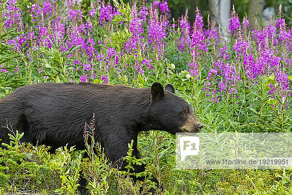 A Black Bear Searches For Soap Berries Along The Tatshenshini River  Tatshenshini-Alsek Wilderness  Yukon Territory  Canada  Summer