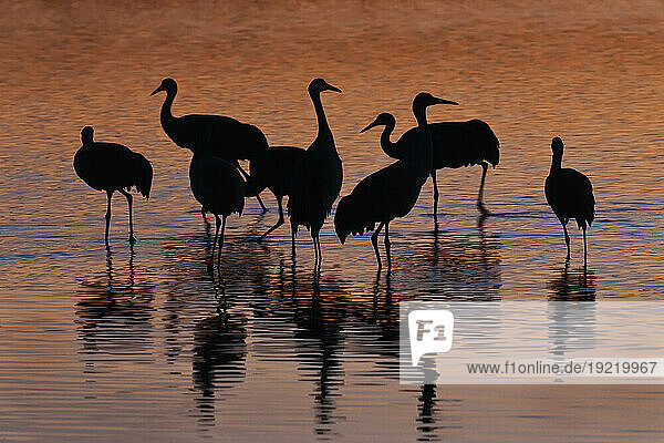 Silhouette Of Sandhill Cranes Wading In A Resting Pond At Sunset In The Bosque Del Apache National Wildlife Refuge  New Mexico  Usa  Winter