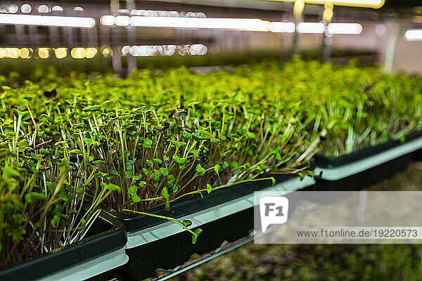 Microgreens growing under lights on an urban farm; Edmonton  Alberta  Canada