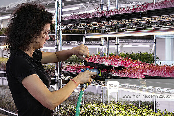 Female worker watering trays of microgreens growing in trays under lights; Edmonton  Alberta  Canada