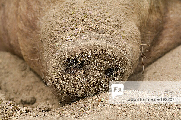 Close-up of the sandy snout of a Tamworth pig (Sus scrofa scrofa)  a rare domestic breed  sleeping in the sand at a zoo; Wichita  Kansas  United States of America