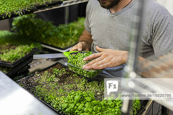 Worker cutting microgreens growing in trays; Edmonton  Alberta  Canada