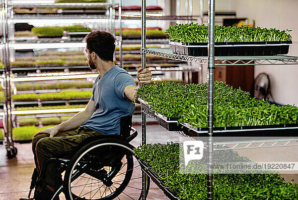 Man in wheelchair working at microgreens urban farm; Edmonton  Alberta  Canada