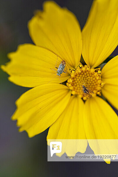 Close-up of a bright yellow  daisy-like flower with a beetle and a pair of dragonflies resting on and near its central disc at the Kula Botanical Gardens; Maui  Hawaii  United States of America