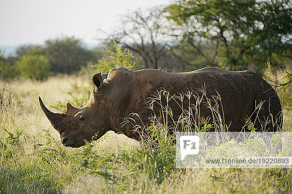 Southern white rhino (Ceratotherium simum) at Madikwe Game Preserve; South Africa