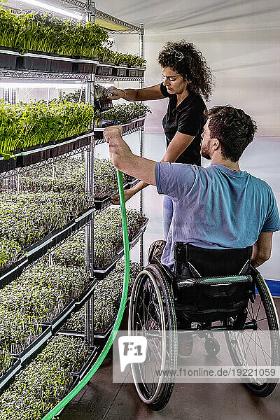 Business owners work together caring for a variety of microgreens growing in trays; Edmonton  Alberta  Canada