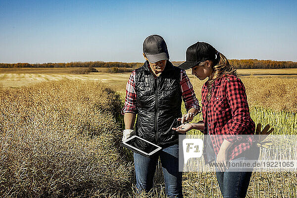 A woman farmer standing in the fields teaching her apprentice about modern farming techniques for canola crops using wireless technologies and agricultural software; Alcomdale  Alberta  Canada