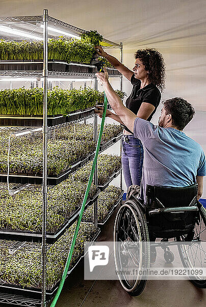 Business owners work together caring for a variety of microgreens growing in trays; Edmonton  Alberta  Canada