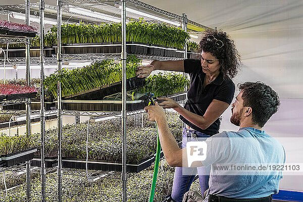 Business owners work together caring for a variety of microgreens growing in trays; Edmonton  Alberta  Canada