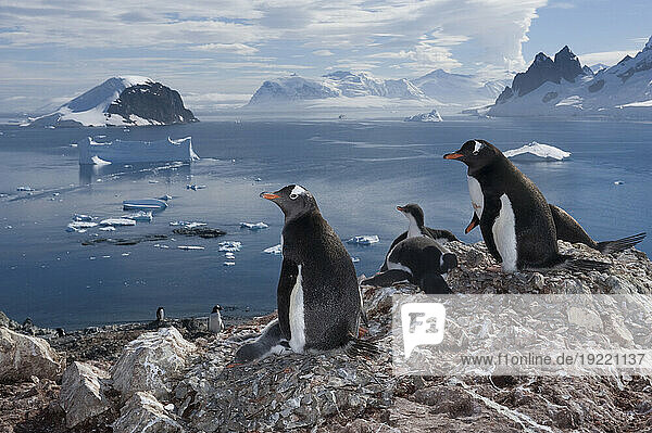 Gentoo penguin colony (Pygoscelis papua) on Danco Island; Antarctic Peninsula  Antarctica