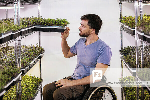 Man in wheelchair working at a microgreens urban farm; Edmonton  Alberta  Canada