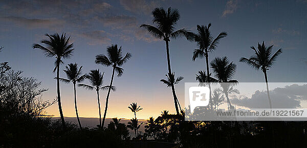 Palm trees silhouetted against a blue sky with the glow of twilight  Kamaole 2 Beach; Kihei  Maui  Hawaii  United States of America