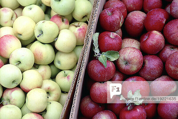 Yellow and red apples sit in boxes for sale in a grocery store; Lincoln  Nebraska  United States of America