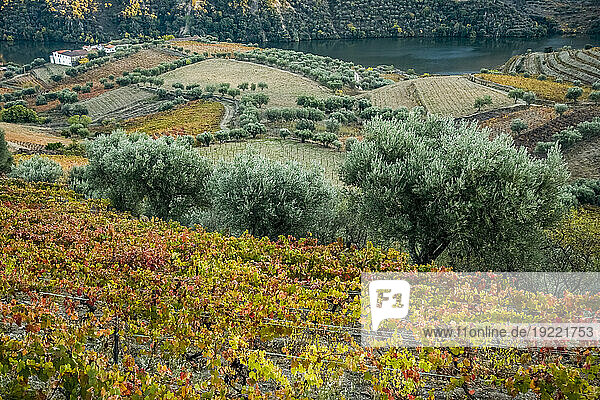 Vineyard in autumn colours in the Douro River Valley  Portugal; Portugal
