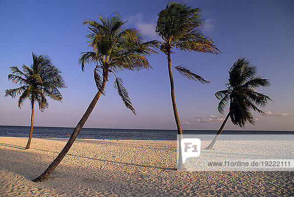 Empty beach with palm trees in Key West  Florida  USA; Key West  Florida  United States of America