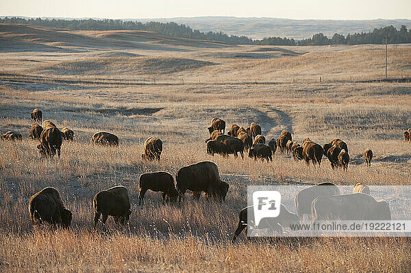 Herd of Bison (Bison bison) roaming a ranch; Valentine  Nebraska  United States of America