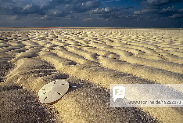 Sand dollar lies on a sandy beach; Andros Island  Bahamas