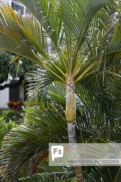 Close-up of a tropical palm plant in Kihei; Maui  Hawaii  United States of America