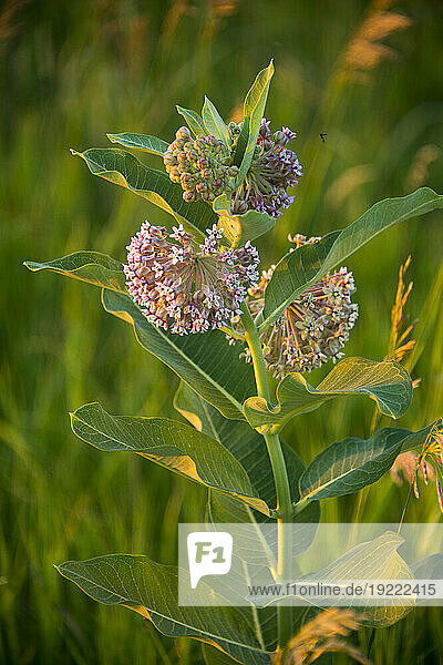 Milkweed grows in a pasture in rural Nebraska  USA; Bennet  Nebraska  United States of America