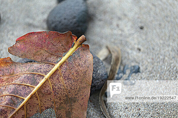 Close-up of dried  orange colored leaf with grey stones on the sand along the Road to Hana  scenic route; Maui  Hawaii  United States of America