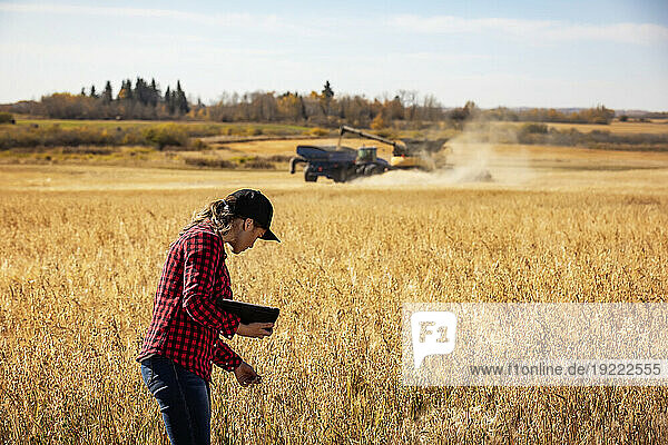 A young farm woman examines grain crop at harvest time while using advanced agricultural software technologies on a pad  with a combine harvester offloading to a grain cart in the background; Alcomdale  Alberta  Canada