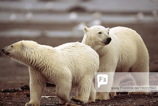 Polar bears (Ursus maritimus) sniffing the air on the shore of a bay; North Slope  Alaska  United States of America