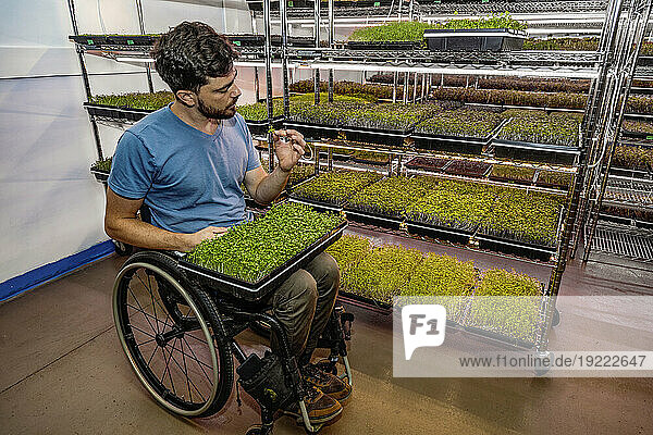Man in a wheelchair inspecting fresh microgreens at an urban farm; Edmonton  Alberta  Canada