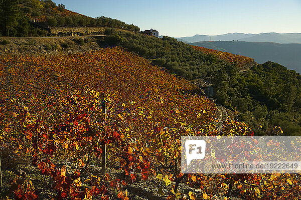 Vineyard in autumn colours in the Douro River Valley  Portugal; Portugal