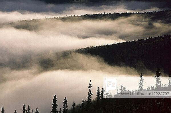 Fog over a forest at sunrise near the Yukon River  Alaska  USA; Alaska  United States of America
