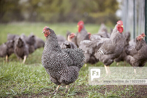Barred Plymouth Rock Chickens free ranging at a farm in Kansas  USA; Elgin  Kansas  United States of America